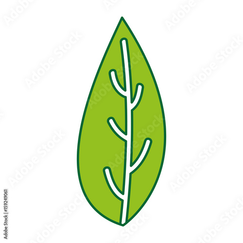 leaf plant isolated icon vector illustration design