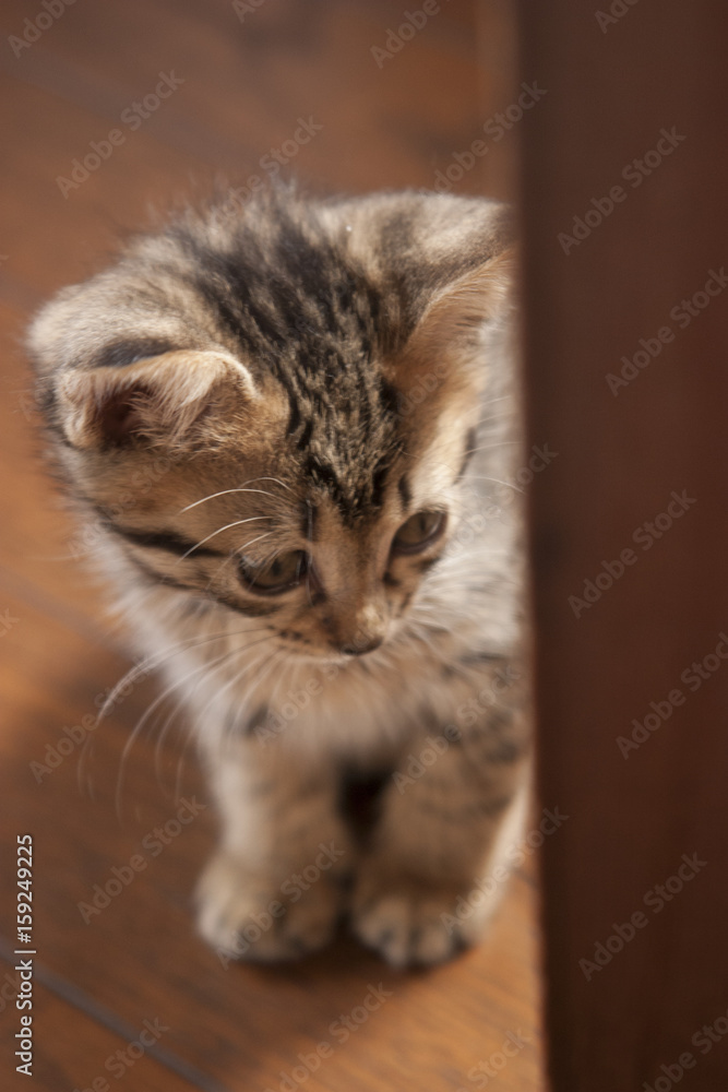 Naklejka premium 子猫