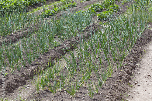 Onions beds on a country site