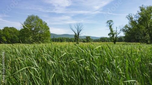 Open Field Nature Walk