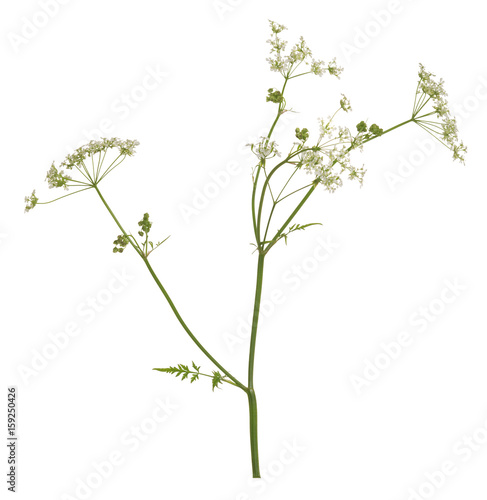Blooming caraway, Carum carvi isolated on white background