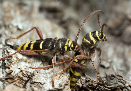 Long horn beetles, Plagionotus detritus © Henrik Larsson