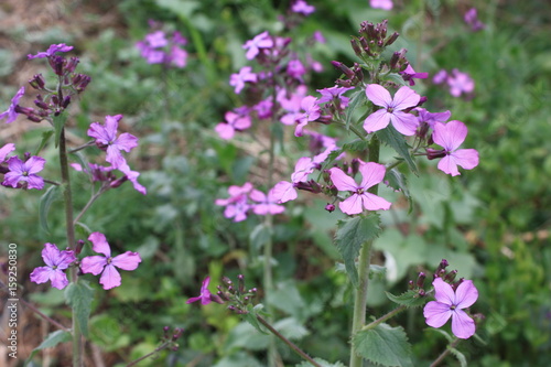 Purple blossom flower