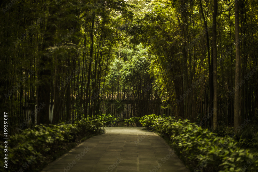 Fototapeta premium Bamboo forest in Chengdu, China