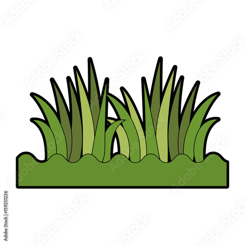 grass icon over white background colorful design vector illustrtion
