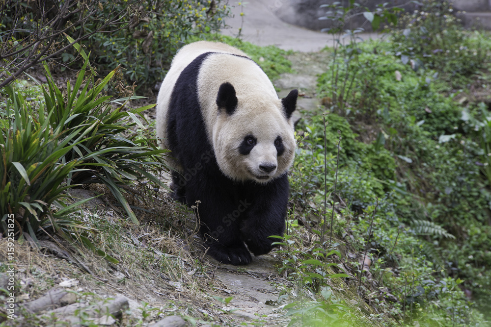 Fototapeta premium Chinese Panda in park