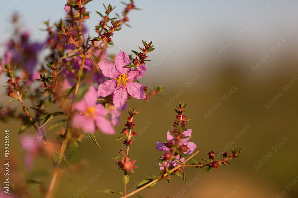 Flowers from Brazilian Cerrado- Diplusodon villosissimus