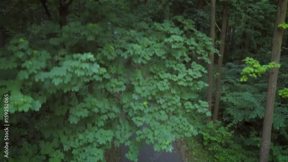 Biker riding a motorcycle on a road surrounded by trees Biker riding a motorcycle on a road surrounded by trees