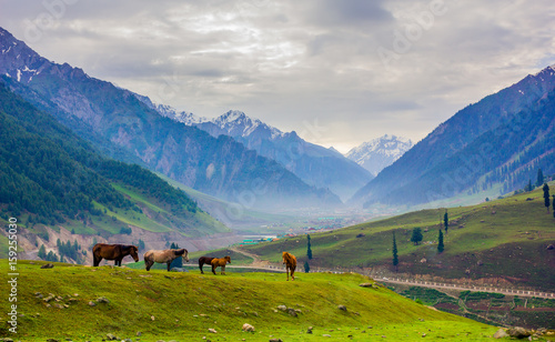 Grazing horses in the mountains