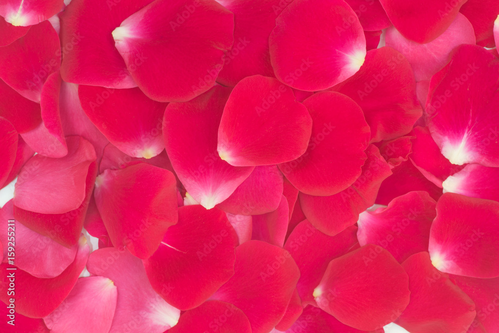 red rose petals background red rose petals background