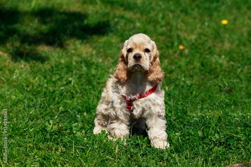 puppy American Cocker Spaniel puppy American Cocker Spaniel