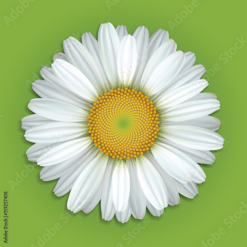 Flower white daisies on a green background