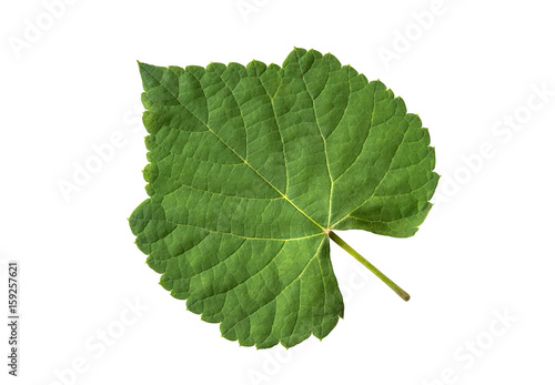 Grape leaves on a white background. (with clipping path)