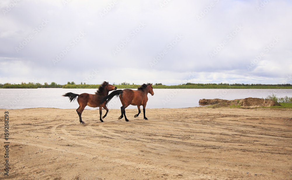 Horses run along the river. Horses run along the river.