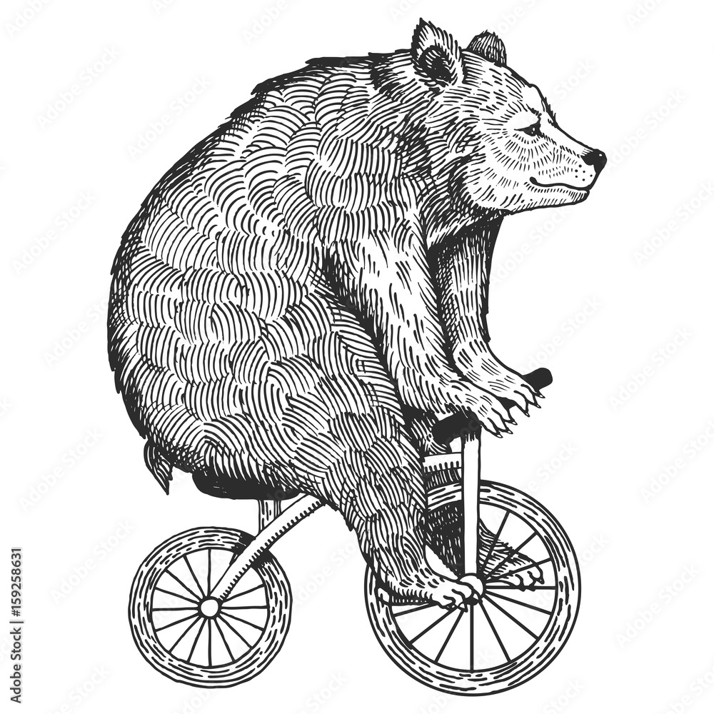 Fototapeta Niedźwiedź na wektor styl Grawerowanie rowerów