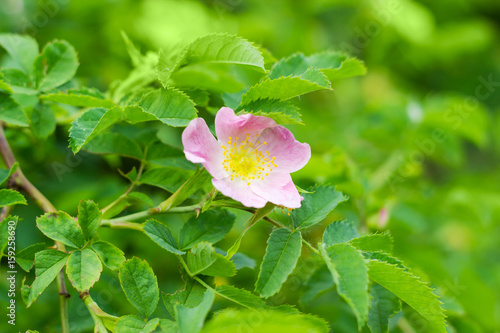 Flower of the dog-rose close up photo