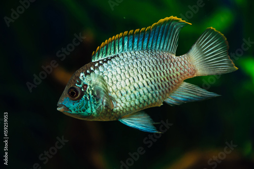 Nannacara. Blue aquarium fish on a background of algae. Cichlids. © Daniil