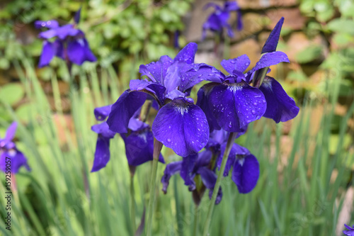 Fototapeta Naklejka Na Ścianę i Meble -  Dew Drops on a Cluster of Blooming Purple Iris Flowers