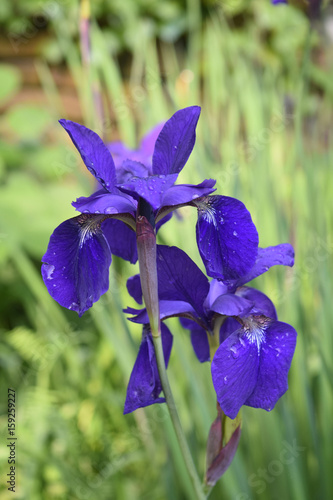 Fototapeta Naklejka Na Ścianę i Meble -  Very Pretty Flowering Siberian Iris Flowers in a Garden
