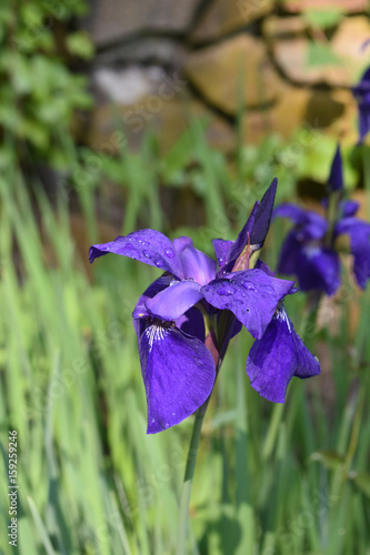 Fototapeta Naklejka Na Ścianę i Meble -  Cluster of Blooming Purple Siberian Iris Flowers