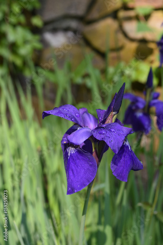 Fototapeta Naklejka Na Ścianę i Meble -  Spring Garden with Flowering  Purple Siberian Irises Blooming