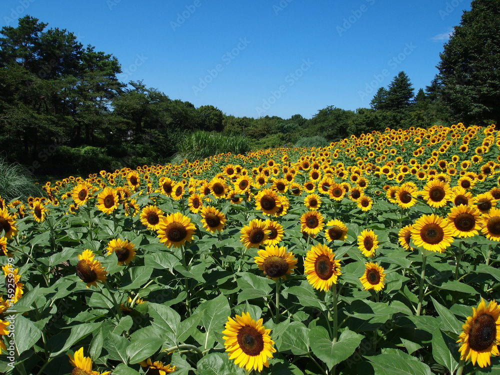 Obraz premium ヒマワリ畑