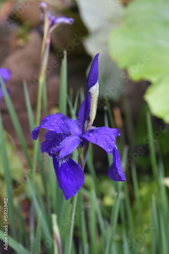 Fototapeta Naklejka Na Ścianę i Meble -  Budding Siberian Iris Flower Blossom in Spring