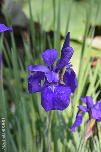 Fototapeta Naklejka Na Ścianę i Meble -  Gorgeous Blooming Purple Iris Flowering in a Garden