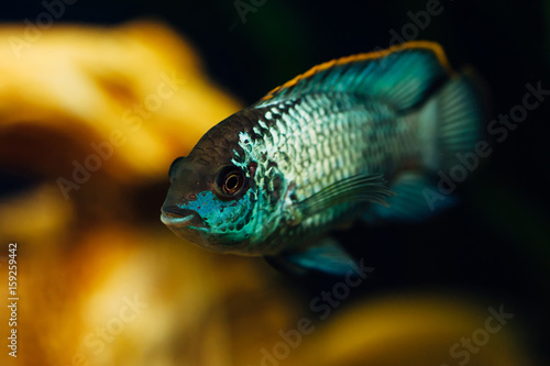 Nannacara. Blue fish in the background of a decorative ship. Ceramics. Yellow.