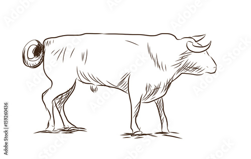 Hand drawn sketch of bull in vector sketch.