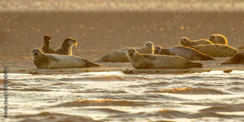 Harbor Seals on sandbank