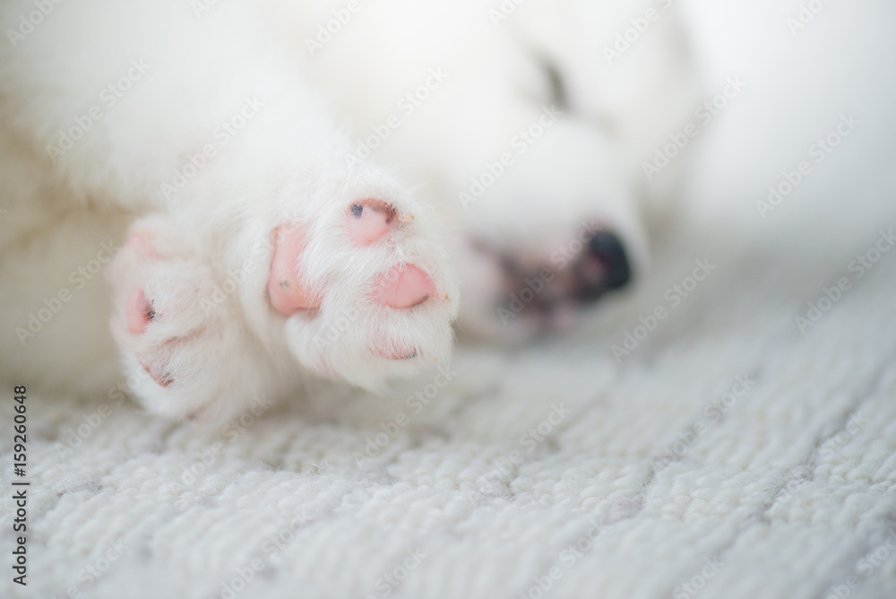 Close up of puppy paw Close up of puppy paw