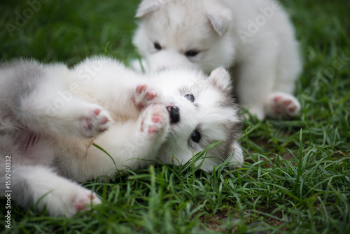 siberian husky puppies playing on green grass © lalalululala