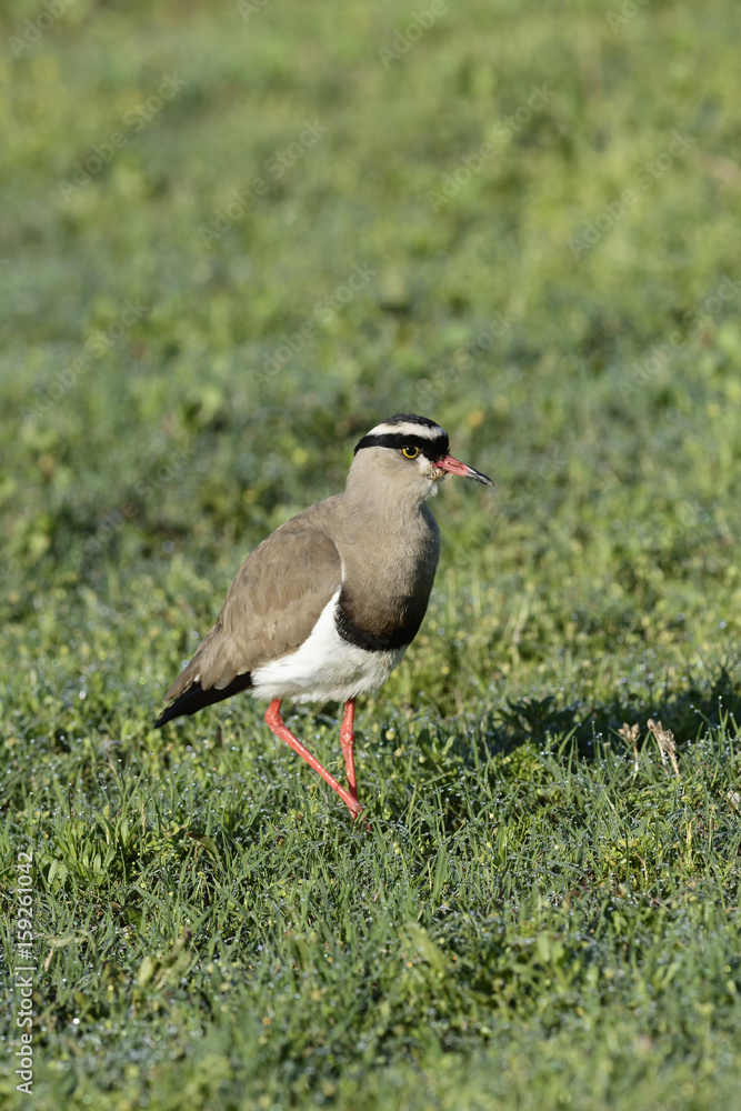 Crowned Lapwing, Addo Elephant National Park Crowned Lapwing, Addo Elephant National Park