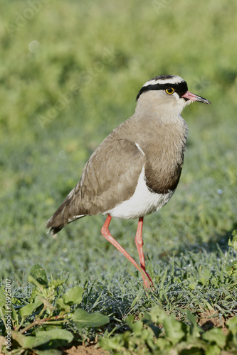 Crowned Lapwing  Addo Elephant National Park