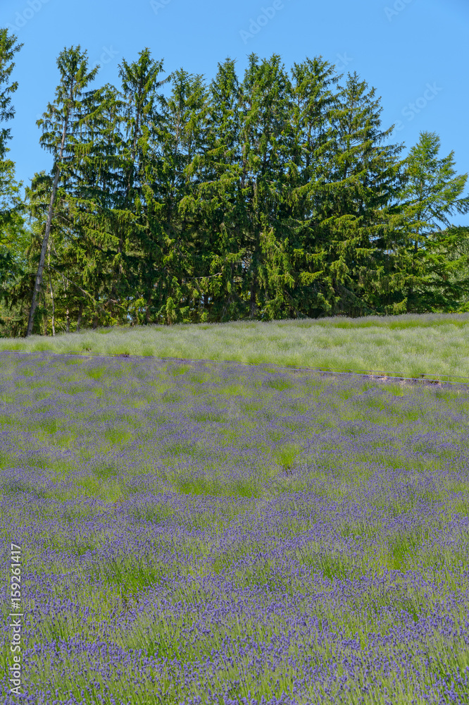 Obraz premium Lawendowe pole