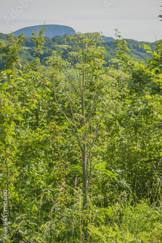 giant hogweed plant latin name  heracleum sphondyl poison dangerous