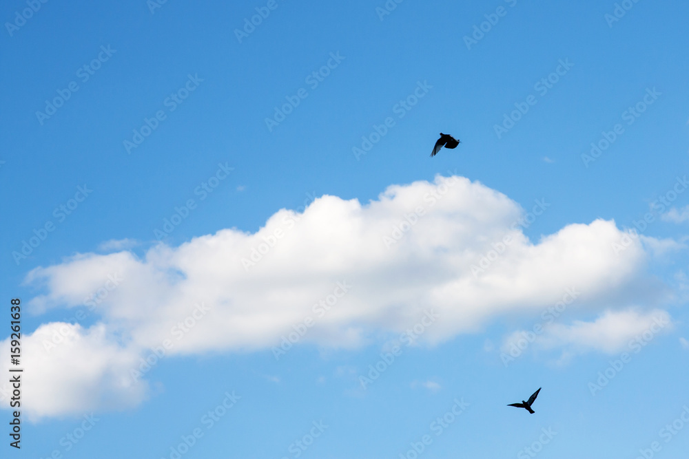 Blue sky with clouds and birds on a sunny day.