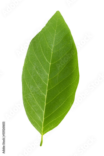 green leaf isolated on white background