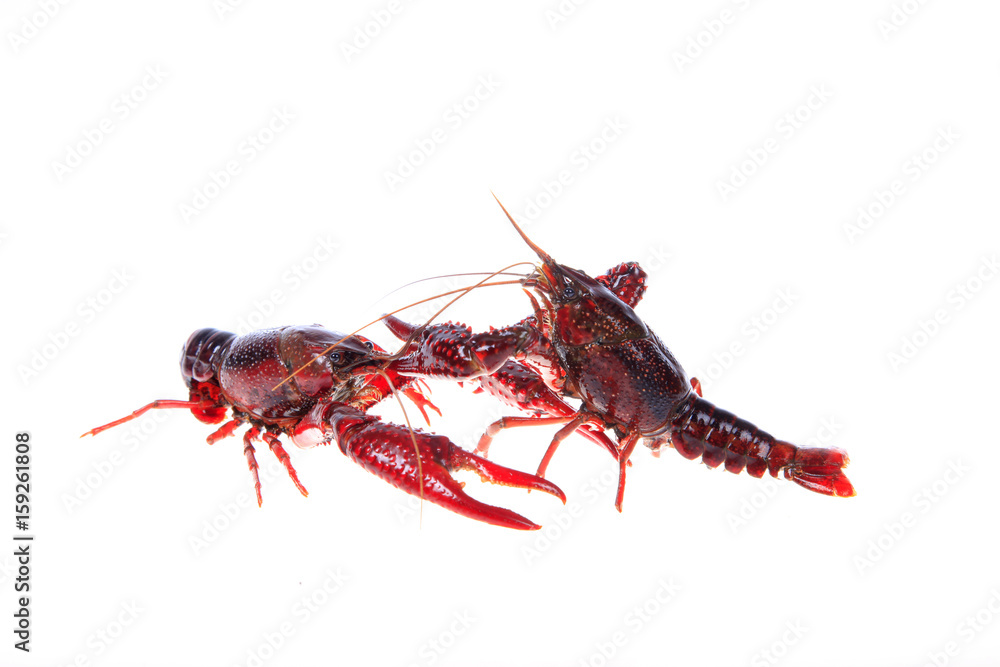Crawfish, white background, close-up Crawfish, white background, close-up