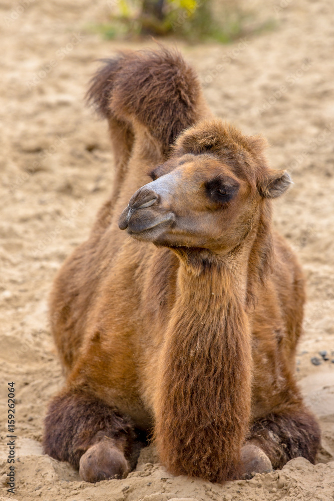 Fototapeta premium Resting wild camel in desert sand