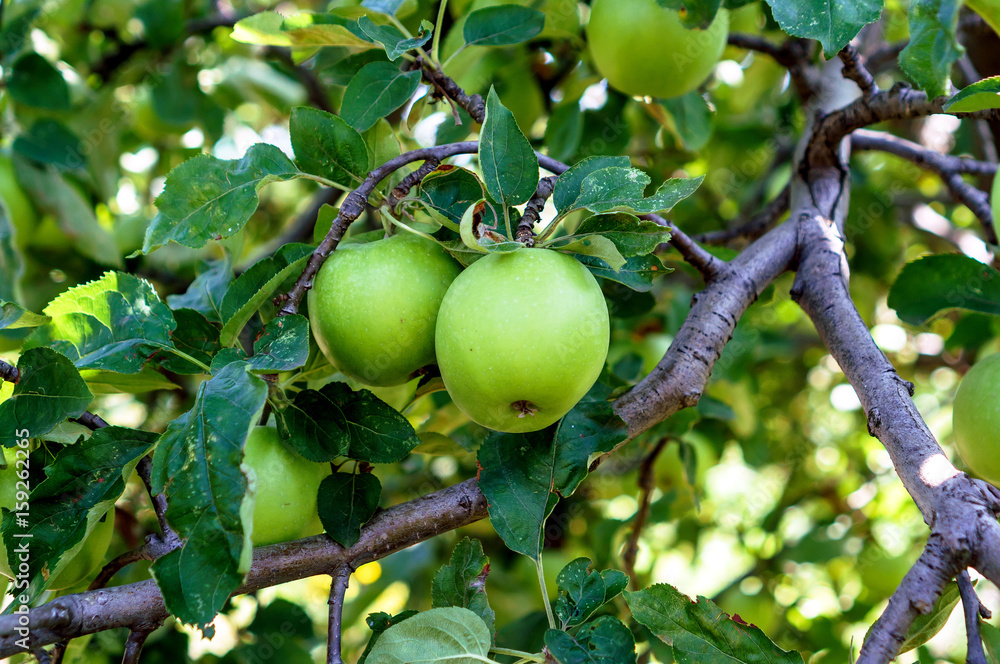 Green apples on the Apple-tree