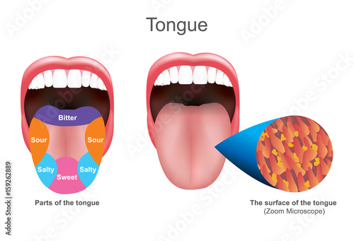 The tongue also serves as a natural means of cleaning the teeth.It is of importance in the digestive system and is the primary organ of taste in the gustatory system. Education info graphic.