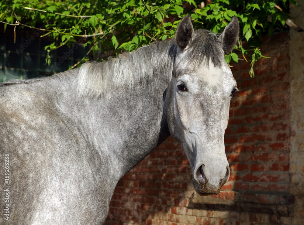 Obraz premium Dapple Gray horse alone in front old brick wall 