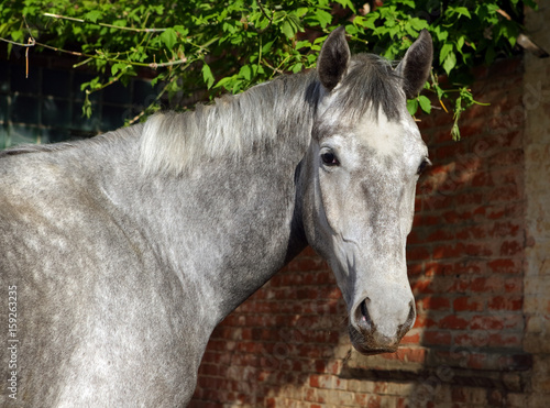 Dapple Gray horse alone in front old brick wall  © horsemen
