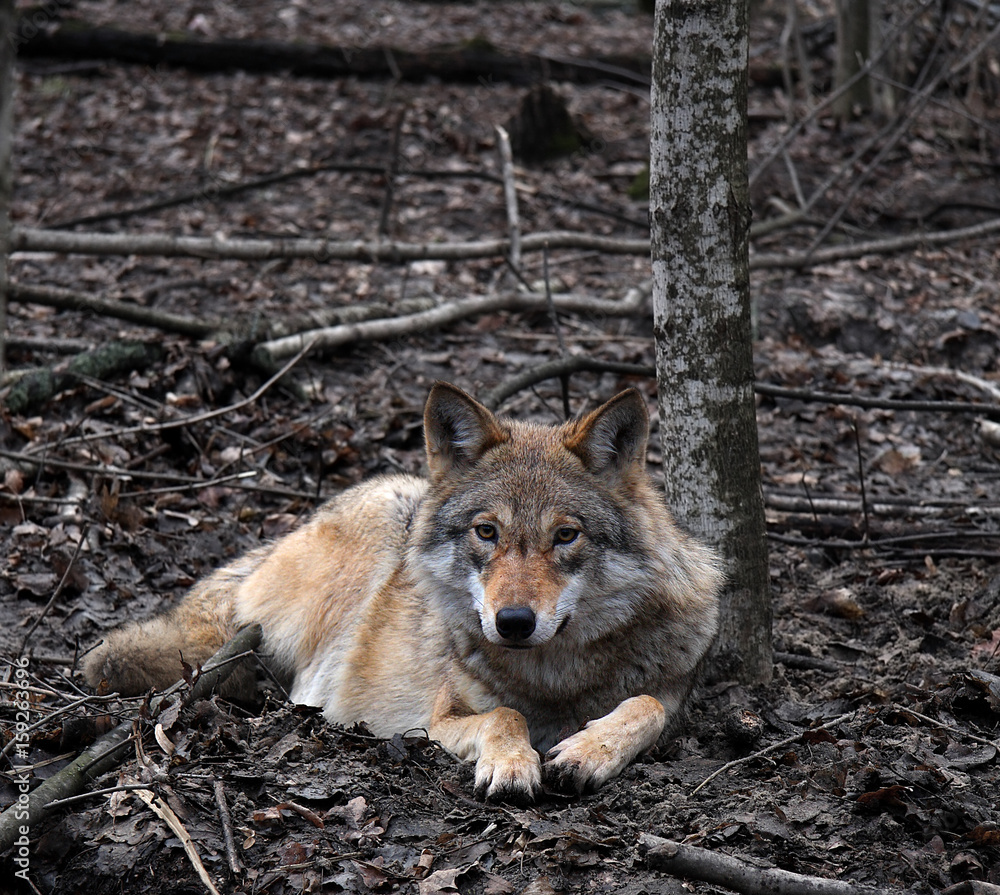 Fototapeta premium Wolf
