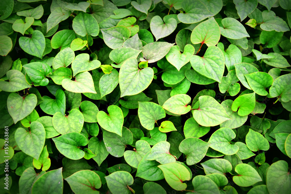 Houttuynia Cordata Thunb herbs and vegetables. Houttuynia Cordata Thunb herbs and vegetables.