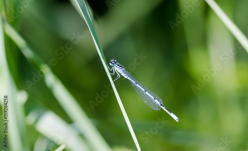 Azure, Southern damselfly, Coenagrion puella, dragonfly at lakeside macro