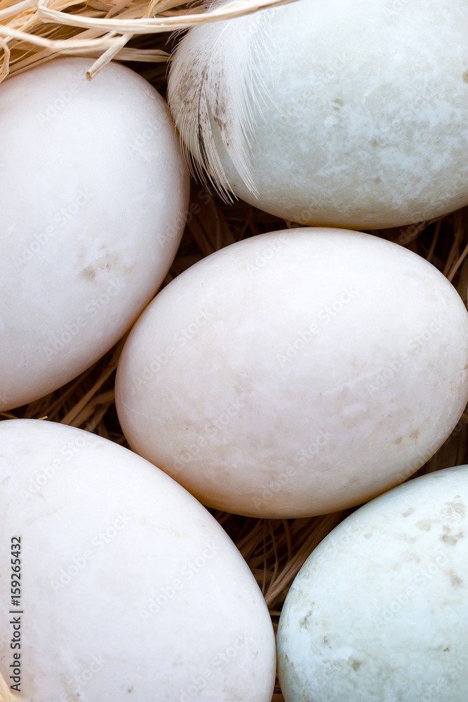 Duck eggs nest, spring Easter symbol. Duck eggs nest, spring Easter symbol.