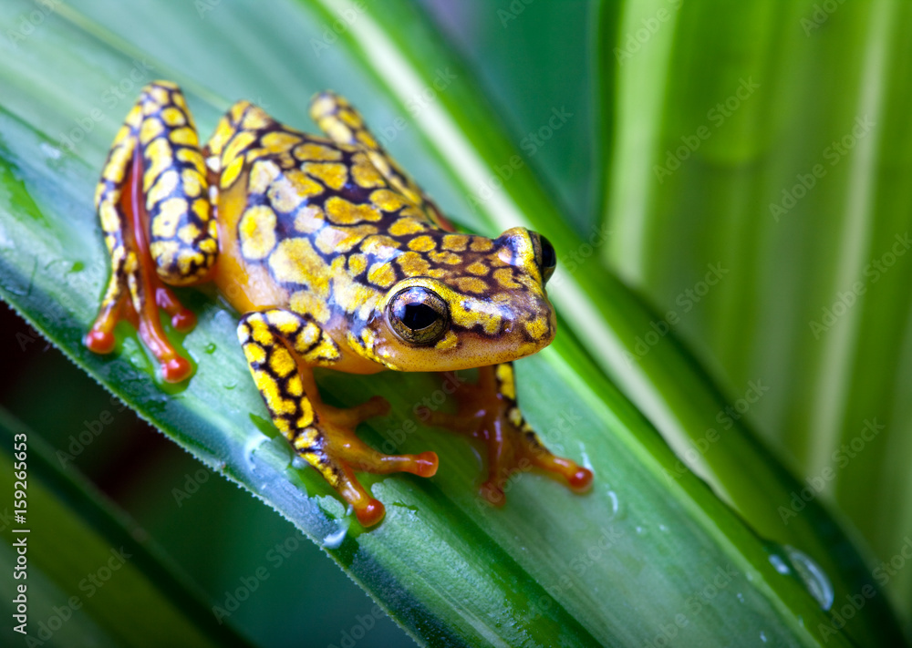 Harlequin poison dart frog Harlequin poison dart frog